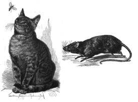 a cat and a rat