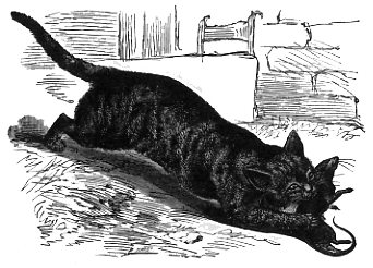 a cat with a rat