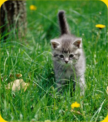 Kitty!